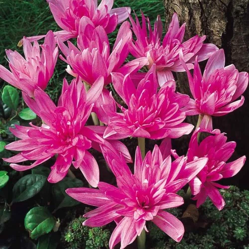 Waterlily